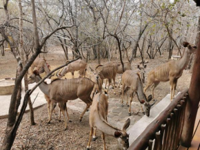 Gemsbok Place